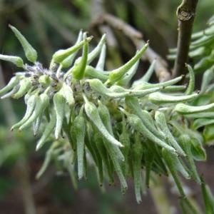 Photographie n°313120 du taxon Salix cinerea L. [1753]