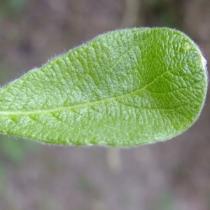 Photographie n°313122 du taxon Salix cinerea L. [1753]