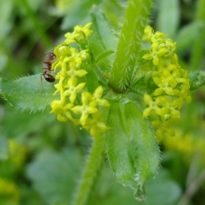 Photographie n°313144 du taxon Cruciata laevipes Opiz [1852]