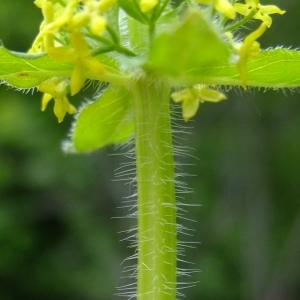 Photographie n°313145 du taxon Cruciata laevipes Opiz [1852]