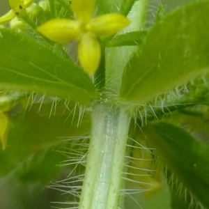 Photographie n°313146 du taxon Cruciata laevipes Opiz [1852]