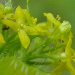 Photographie n°313147 du taxon Cruciata laevipes Opiz [1852]