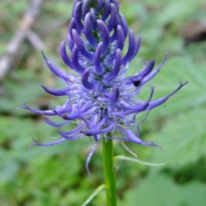 Photographie n°313192 du taxon Phyteuma spicatum L. [1753]