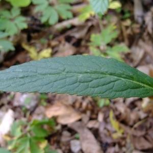 Photographie n°313194 du taxon Phyteuma spicatum L. [1753]