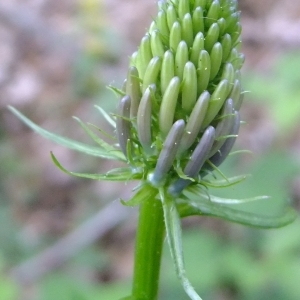 Photographie n°313197 du taxon Phyteuma spicatum L. [1753]