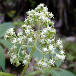 Photographie n°313200 du taxon Sambucus racemosa L. [1753]