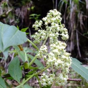 Photographie n°313202 du taxon Sambucus racemosa L. [1753]