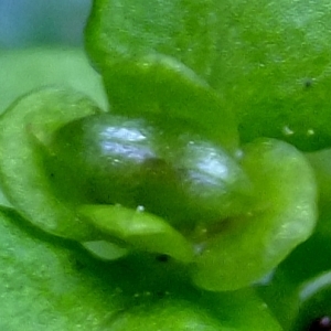 Photographie n°313290 du taxon Chrysosplenium alternifolium L. [1753]