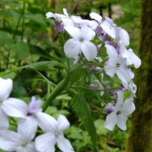 Photographie n°313310 du taxon Lunaria rediviva L. [1753]