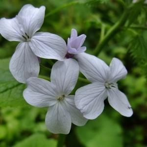 Photographie n°313315 du taxon Lunaria rediviva L. [1753]