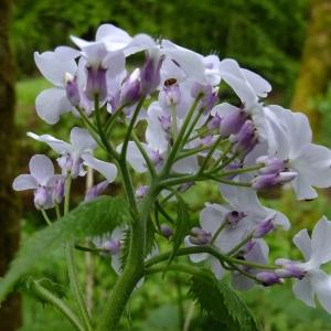 Photographie n°313316 du taxon Lunaria rediviva L. [1753]