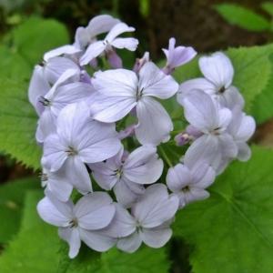 Photographie n°313318 du taxon Lunaria rediviva L. [1753]