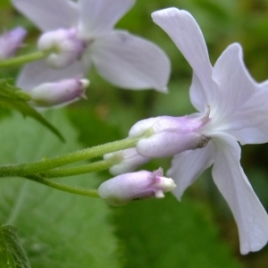 Photographie n°313319 du taxon Lunaria rediviva L. [1753]