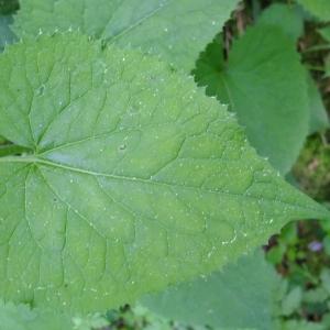 Photographie n°313320 du taxon Lunaria rediviva L. [1753]