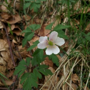 Photographie n°313329 du taxon Anemone nemorosa L. [1753]