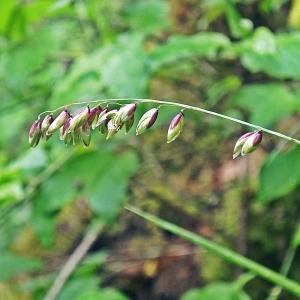 Photographie n°313339 du taxon Melica nutans L. [1753]