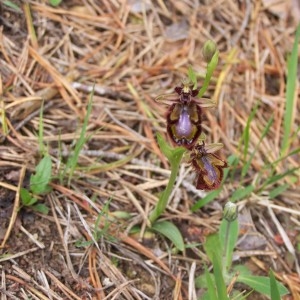 Photographie n°313359 du taxon Ophrys speculum Link [1799]