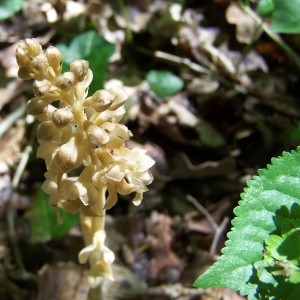 Photographie n°313362 du taxon Neottia nidus-avis (L.) Rich. [1817]