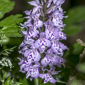 Photographie n°313378 du taxon Dactylorhiza fuchsii (Druce) Soó