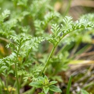 Photographie n°313381 du taxon Erodium glandulosum (Cav.) Willd. [1800]