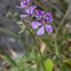 Photographie n°313383 du taxon Erodium glandulosum (Cav.) Willd. [1800]