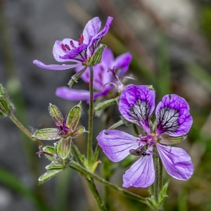 Photographie n°313384 du taxon Erodium glandulosum (Cav.) Willd. [1800]