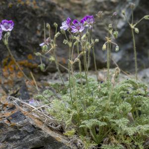 Photographie n°313385 du taxon Erodium glandulosum (Cav.) Willd. [1800]