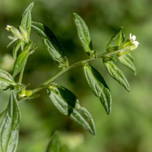 Photographie n°313397 du taxon Lithospermum officinale L.