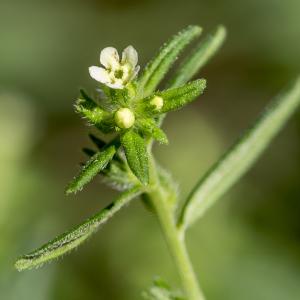 Photographie n°313398 du taxon Lithospermum officinale L.