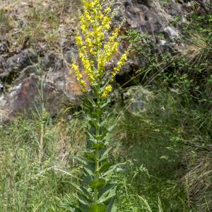 Photographie n°313444 du taxon Verbascum lychnitis L. [1753]