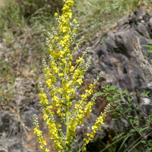 Photographie n°313445 du taxon Verbascum lychnitis L. [1753]