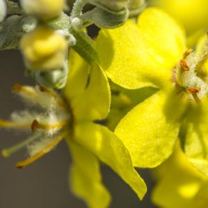 Photographie n°313452 du taxon Verbascum lychnitis L. [1753]