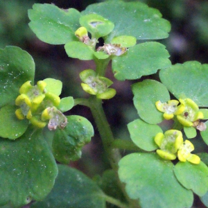 Photographie n°313508 du taxon Chrysosplenium alternifolium L. [1753]