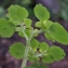  Liliane Roubaudi - Chrysosplenium alternifolium L. [1753]