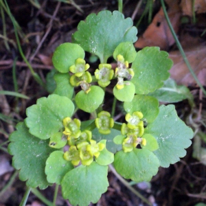 Photographie n°313514 du taxon Chrysosplenium alternifolium L. [1753]