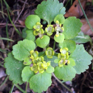 Photographie n°313516 du taxon Chrysosplenium alternifolium L. [1753]