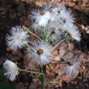 Photographie n°313545 du taxon Petasites albus (L.) Gaertn. [1791]