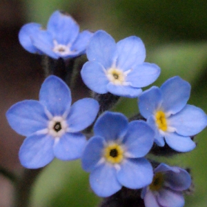 Photographie n°313583 du taxon Myosotis alpestris F.W.Schmidt [1794]