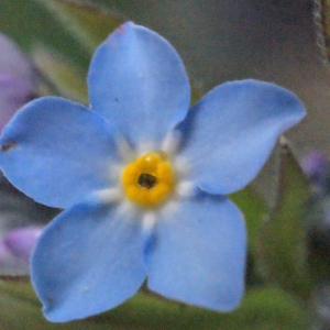 Photographie n°313586 du taxon Myosotis alpestris F.W.Schmidt [1794]