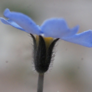 Photographie n°313590 du taxon Myosotis alpestris F.W.Schmidt [1794]