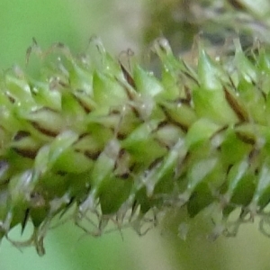 Photographie n°313699 du taxon Carex pendula Huds. [1762]