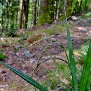 Photographie n°313705 du taxon Carex pendula Huds. [1762]