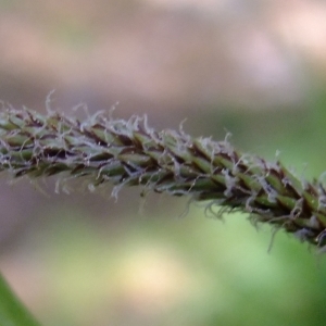 Photographie n°313706 du taxon Carex pendula Huds. [1762]