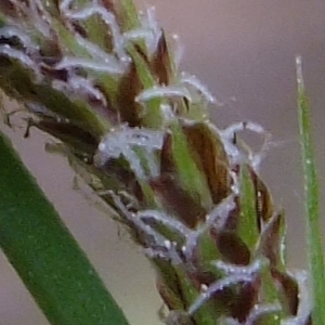 Photographie n°313707 du taxon Carex pendula Huds. [1762]