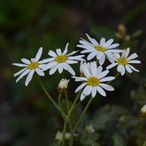 Photographie n°313773 du taxon Tanacetum corymbosum (L.) Sch.Bip. [1844]