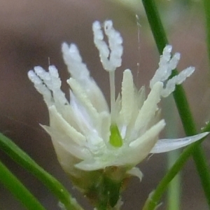 Photographie n°313775 du taxon Luzula luzuloides (Lam.) Dandy & Wilmott [1938]