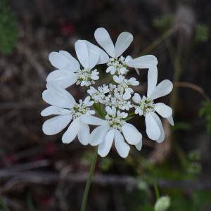 Photographie n°313779 du taxon Orlaya grandiflora (L.) Hoffm. [1814]