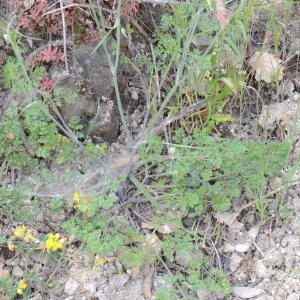 Photographie n°313780 du taxon Orlaya grandiflora (L.) Hoffm. [1814]