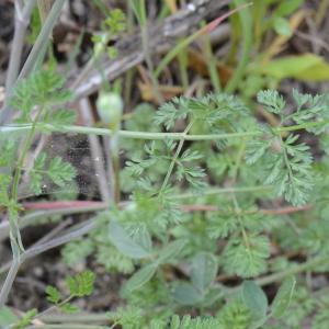 Photographie n°313781 du taxon Orlaya grandiflora (L.) Hoffm. [1814]