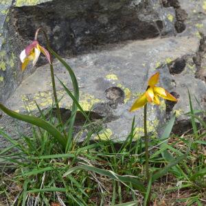 Photographie n°313798 du taxon Tulipa sylvestris subsp. australis (Link) Pamp. [1914]